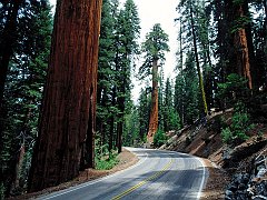 Redwood Road, Sequoia National Park